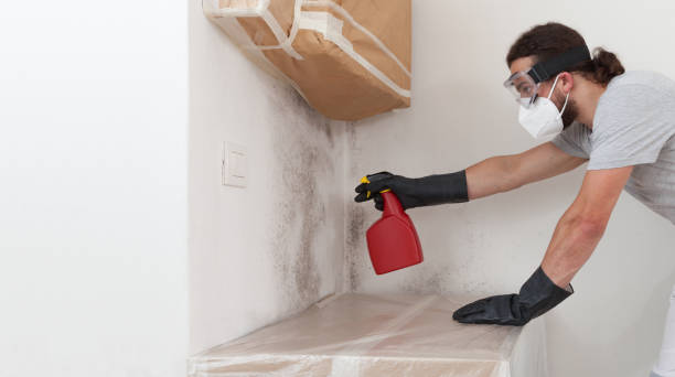 Professional Basement Mold Removal technician working in Lafayette, CO