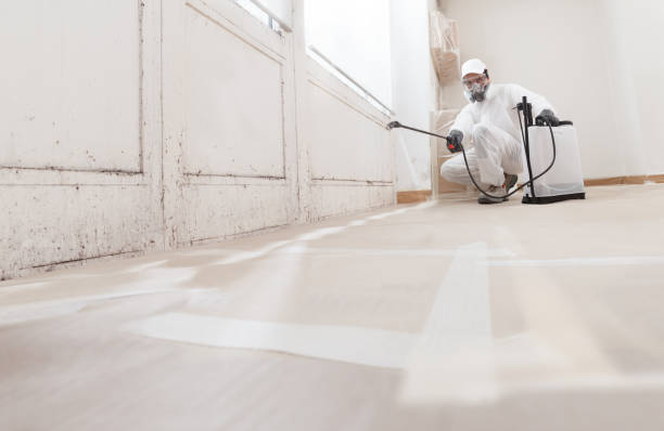 24/7 Emergency Basement Mold Removal experts in Lafayette, CO