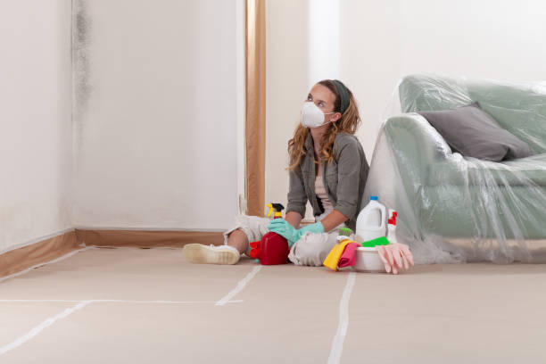 Reliable Basement Mold Removal contractor in Lafayette, CO by WQB Mold Removal