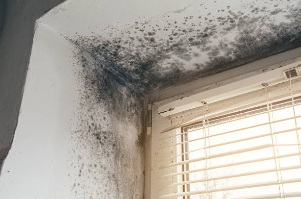 Affordable Basement Mold Removal solutions in Lafayette, CO